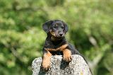 BEAUCERON - PUPPIES 348